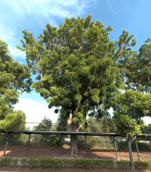 tree photo