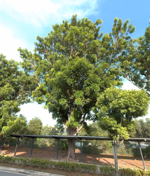 tree photo