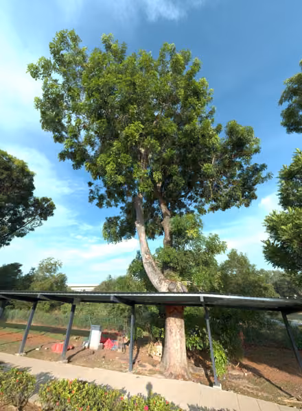 tree photo