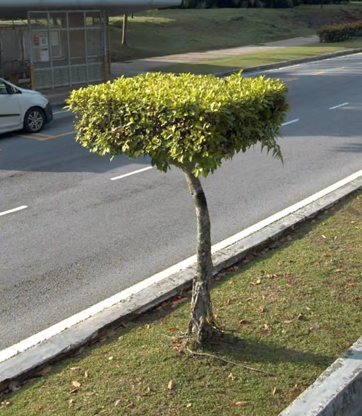tree photo