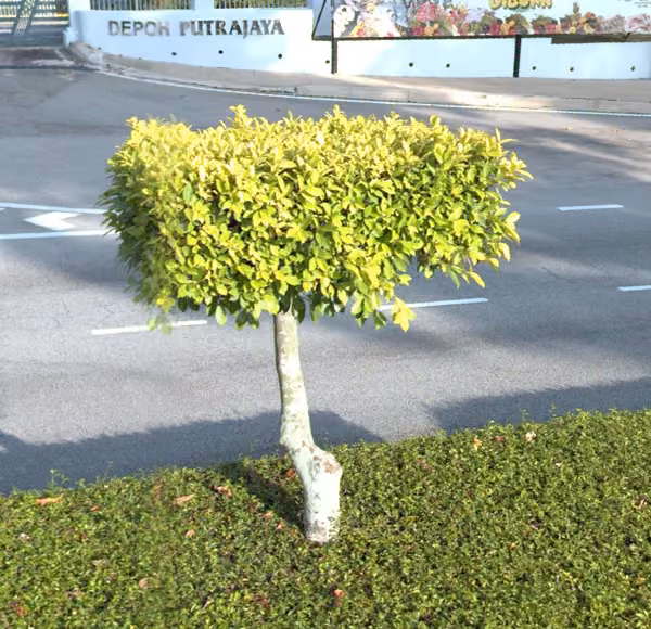 tree photo