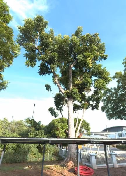 tree photo