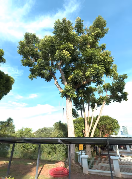 tree photo