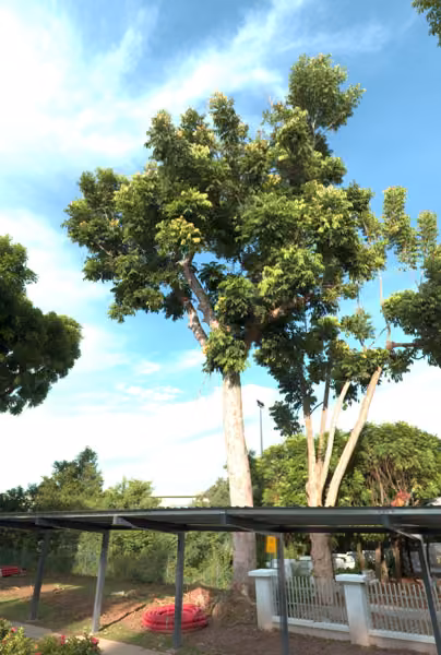 tree photo