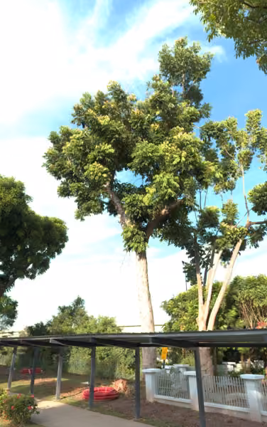 tree photo