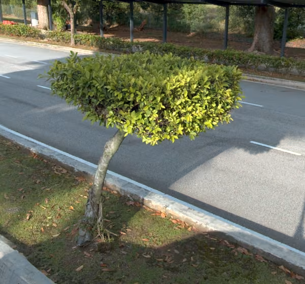 tree photo