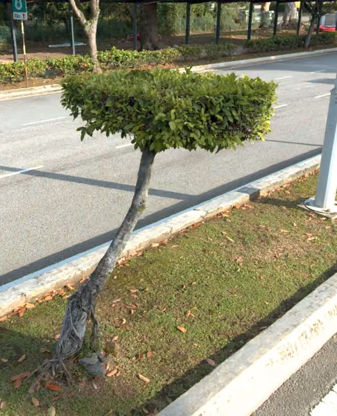tree photo