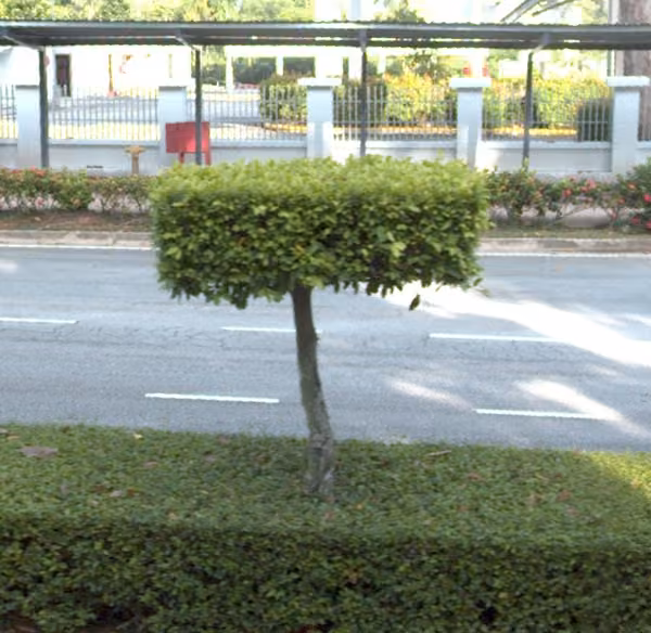 tree photo