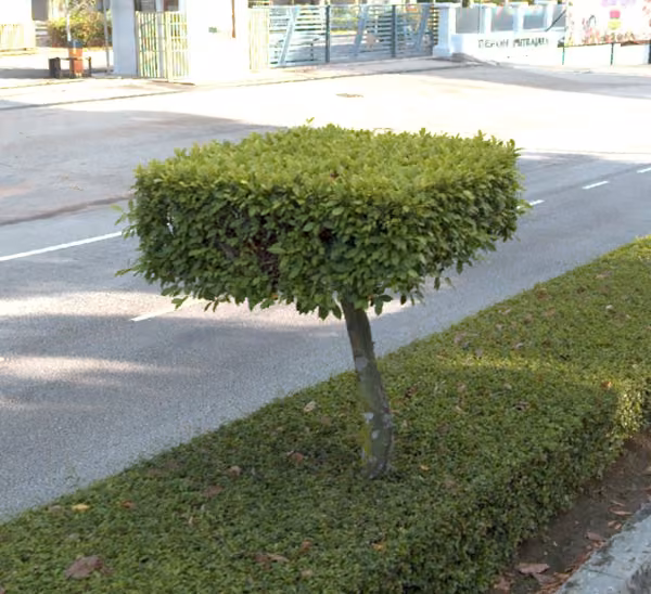 tree photo