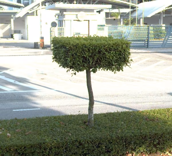tree photo