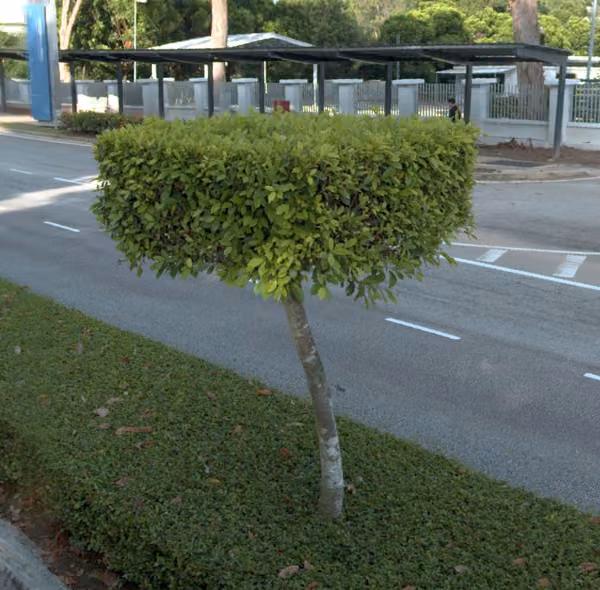 tree photo