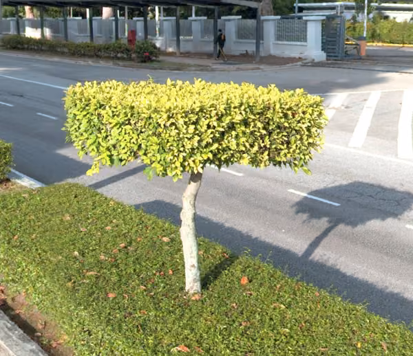 tree photo