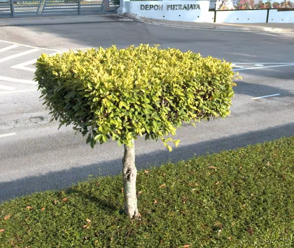 tree photo