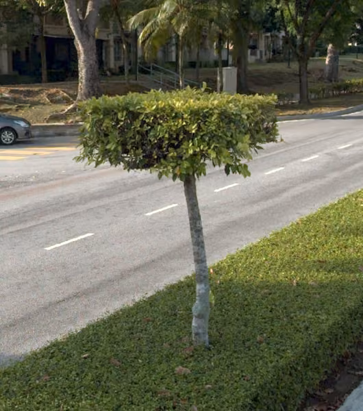 tree photo