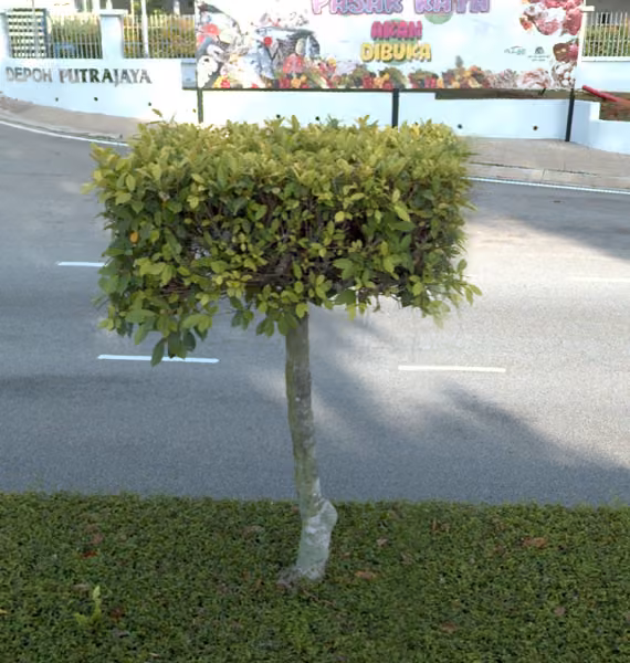 tree photo