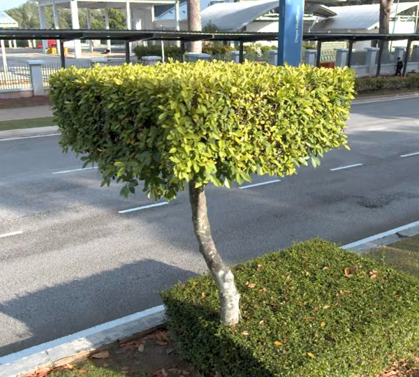tree photo