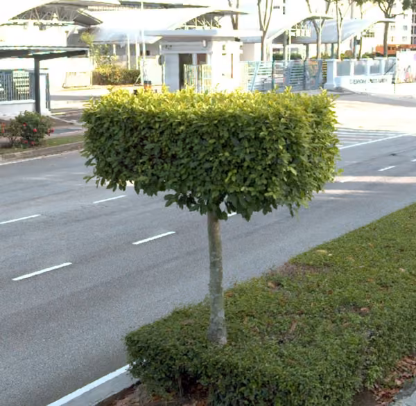 tree photo
