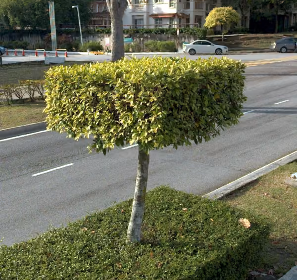 tree photo