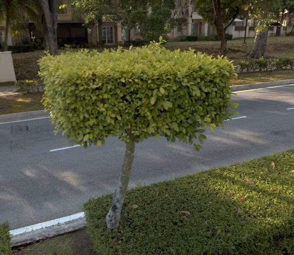 tree photo
