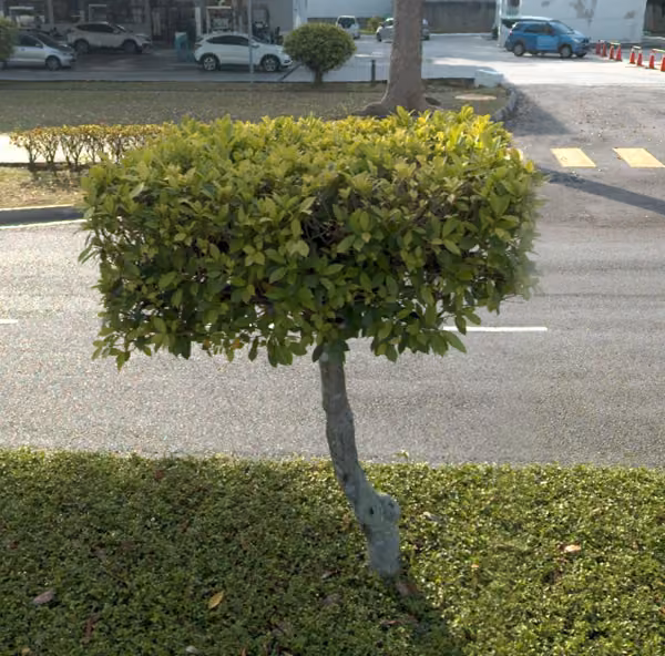 tree photo