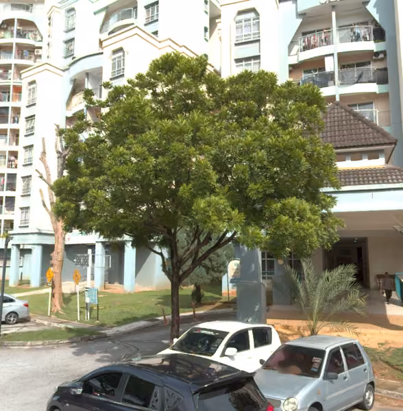 tree photo