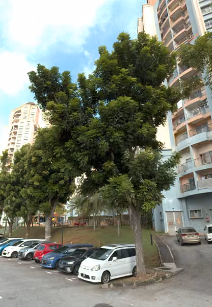 tree photo