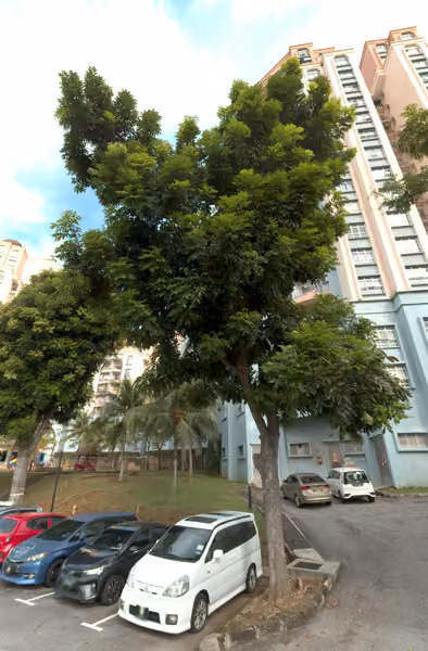 tree photo