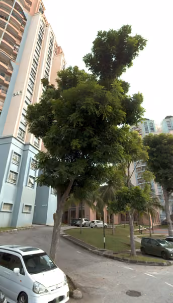 tree photo