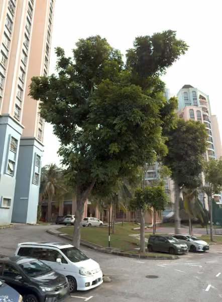 tree photo
