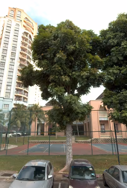tree photo