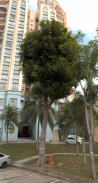 tree photo