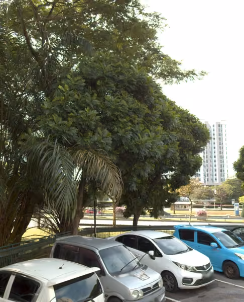 tree photo