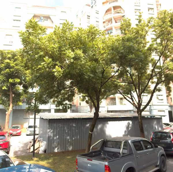 tree photo