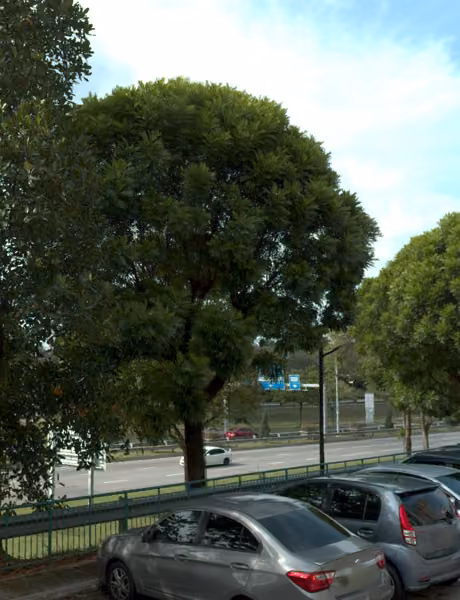 tree photo