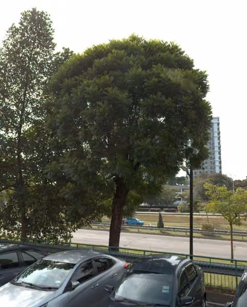 tree photo