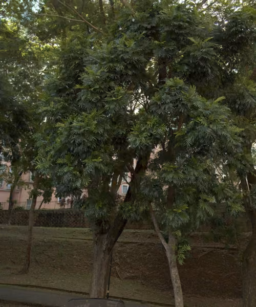 tree photo