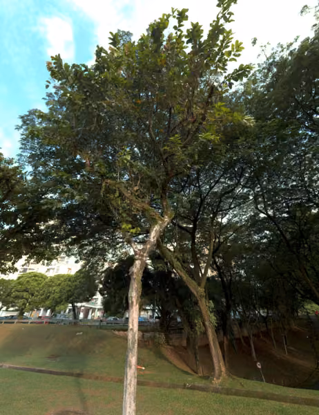 tree photo