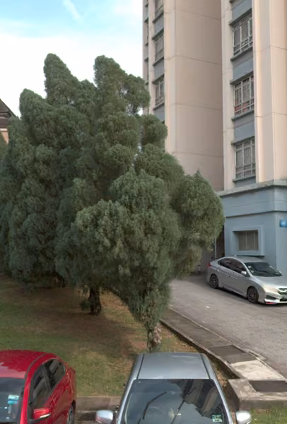 tree photo