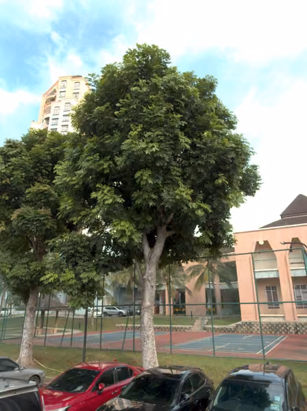 tree photo