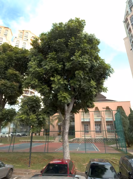tree photo