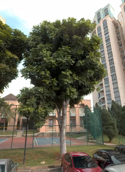tree photo