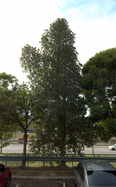 tree photo