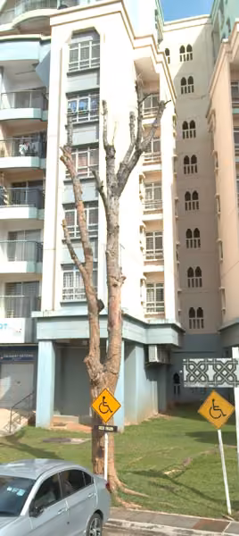 tree photo