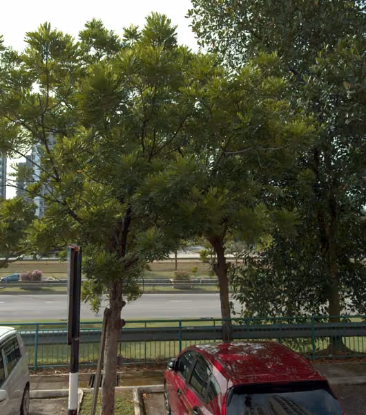 tree photo