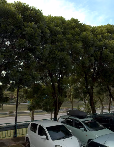 tree photo