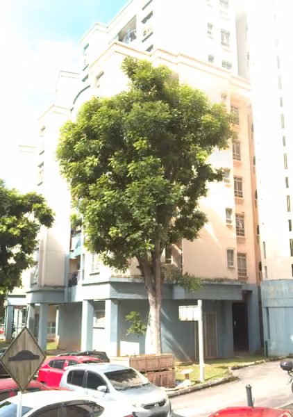 tree photo