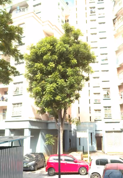 tree photo