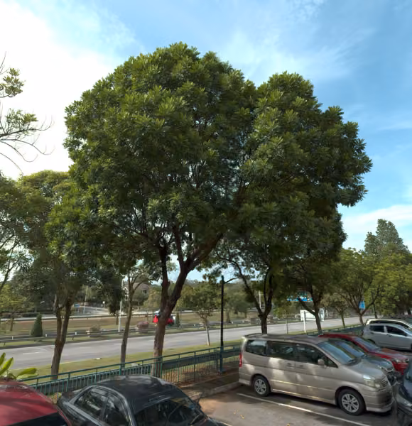 tree photo