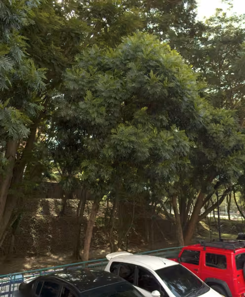 tree photo