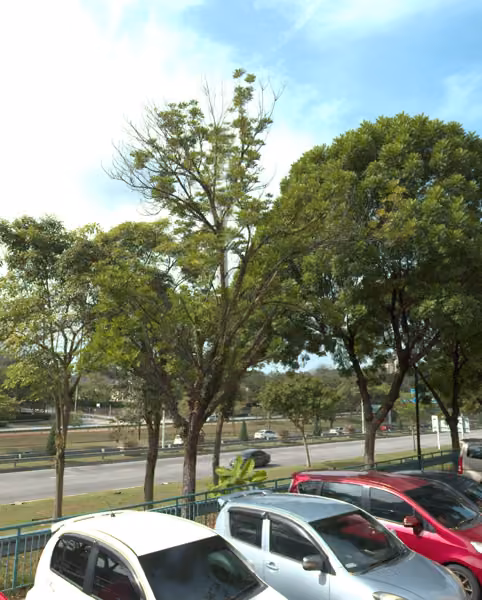 tree photo